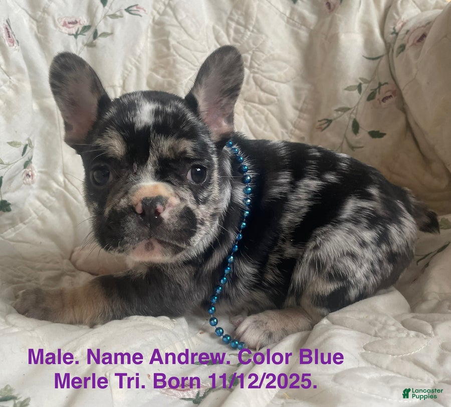 French Bulldog dogs Andrew - Ad 18