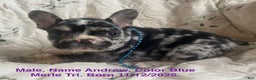 French Bulldog dogs for sale: Andrew - Ad 1