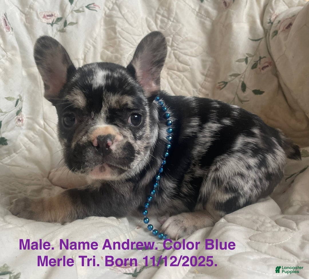 French Bulldog dogs for sale: Andrew - Ad 1