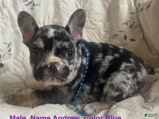 French Bulldog dogs Andrew - Ad 41