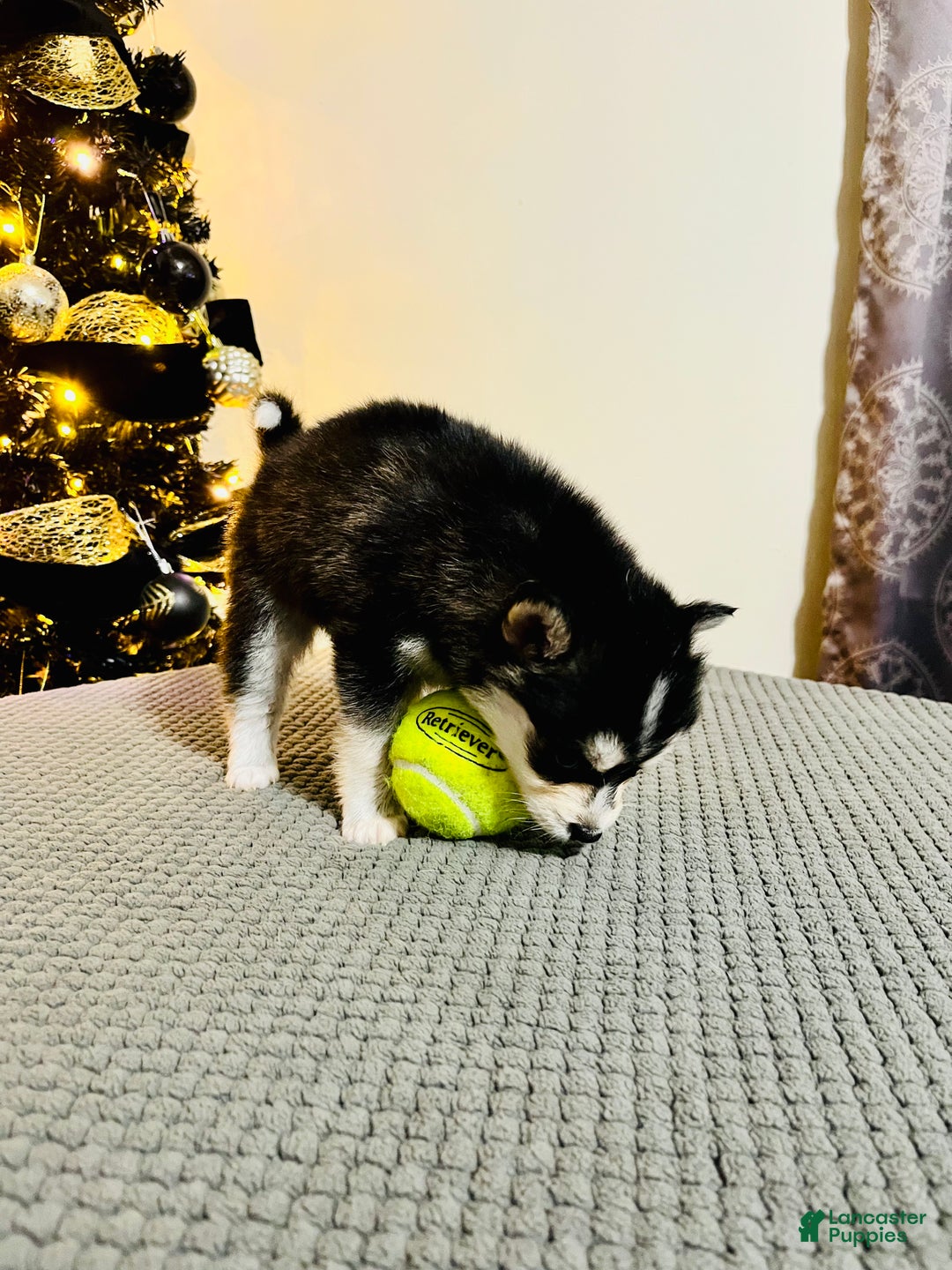 Pomsky dogs for sale: Brutus - Ad 3