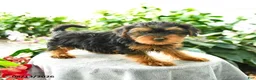 Yorkiepoo dogs for sale: Pruitt - Ad 3