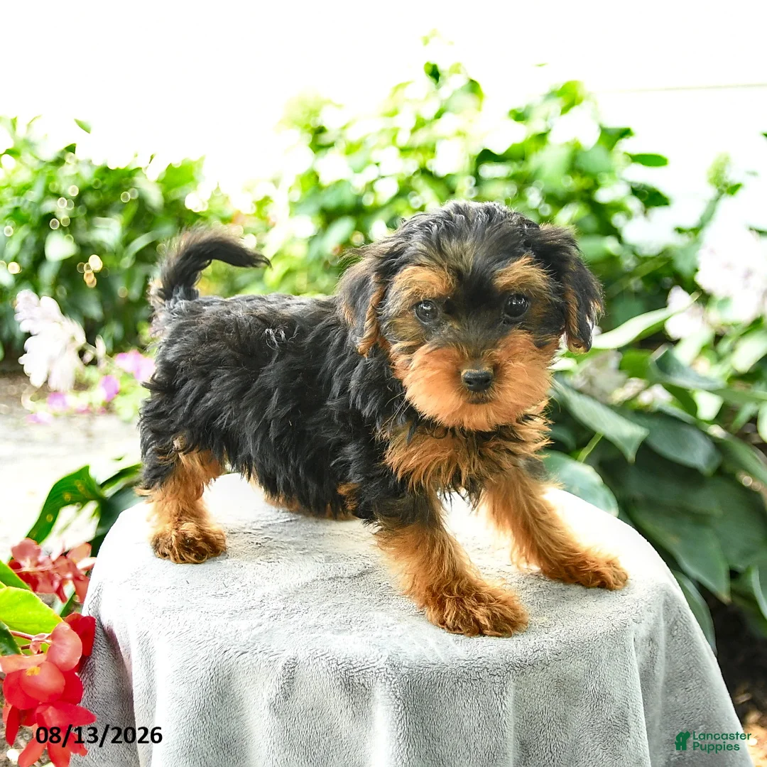 Yorkiepoo dogs for sale: Pruitt - Ad 3