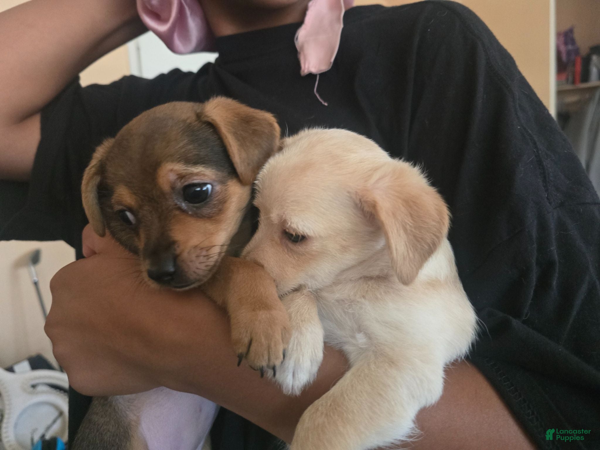 Chipoo dogs Chipoo 1 girl - Ad 1