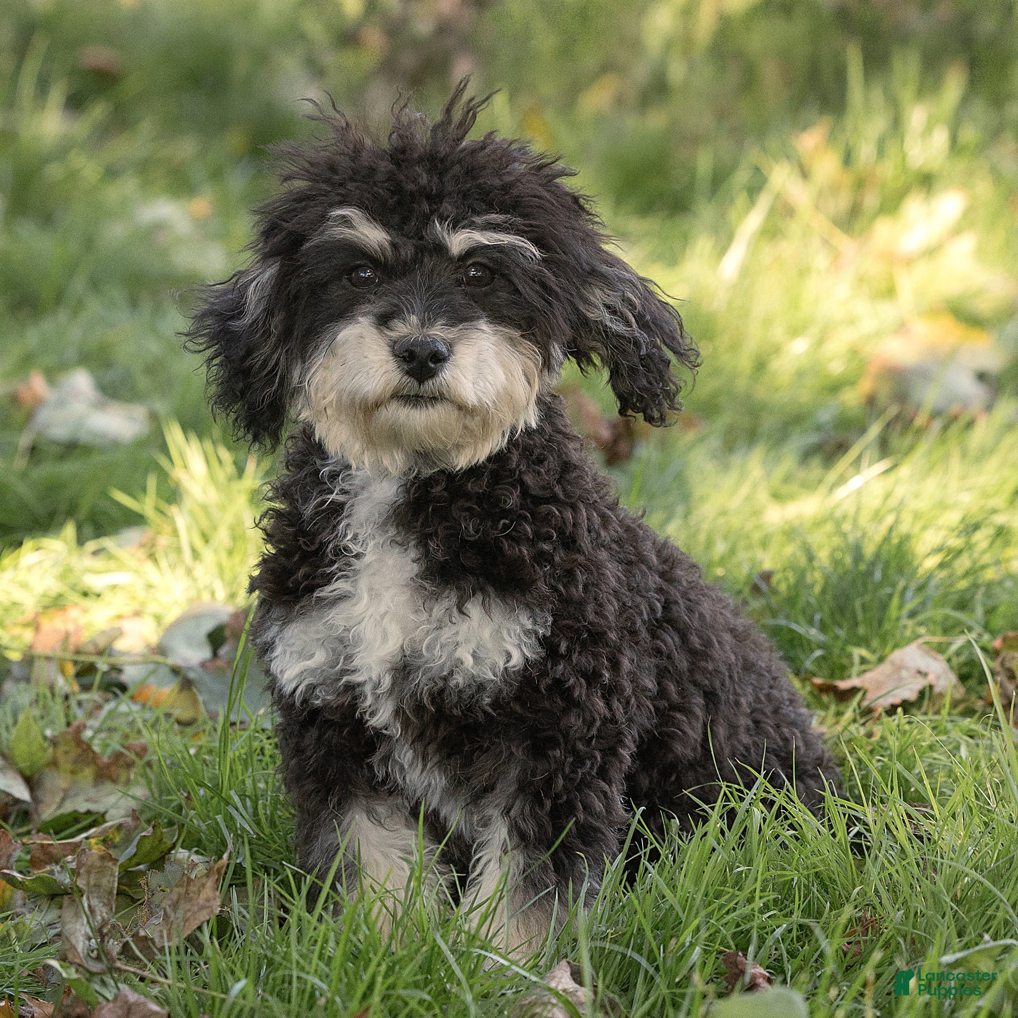 Maltipoo dogs for sale: Woody Maltipoo  - Ad 2