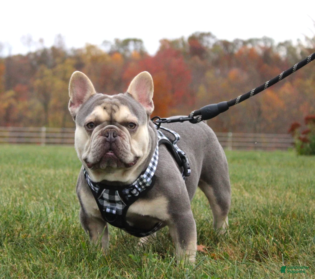 French Bulldog dogs for sale: Bentley - Ad 5