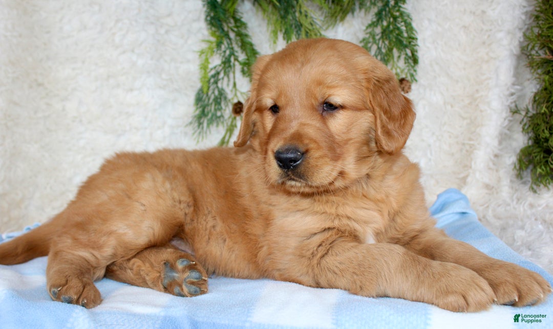 Golden Retriever dogs for sale: Rocky  - Ad 4