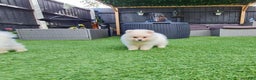 Pomeranian dogs for sale: James - Ad 17