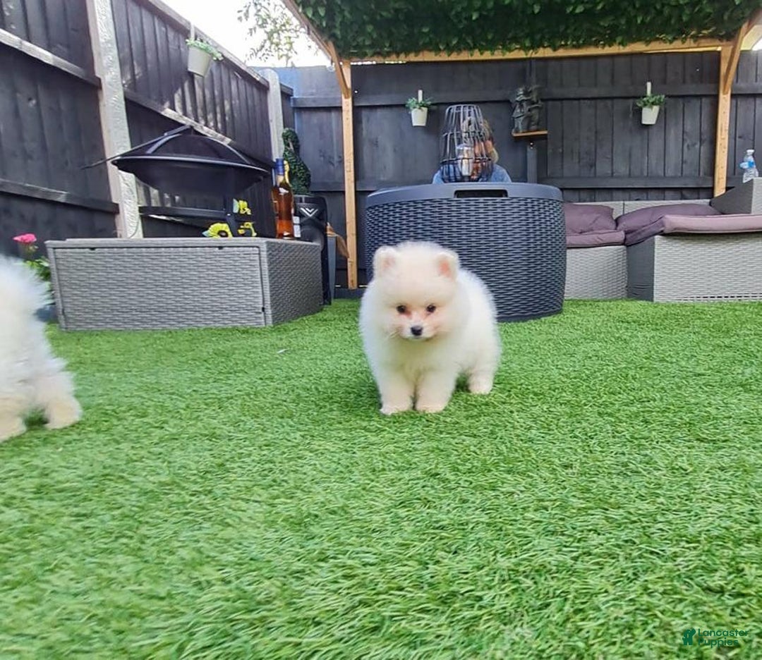 Pomeranian dogs for sale: James - Ad 17