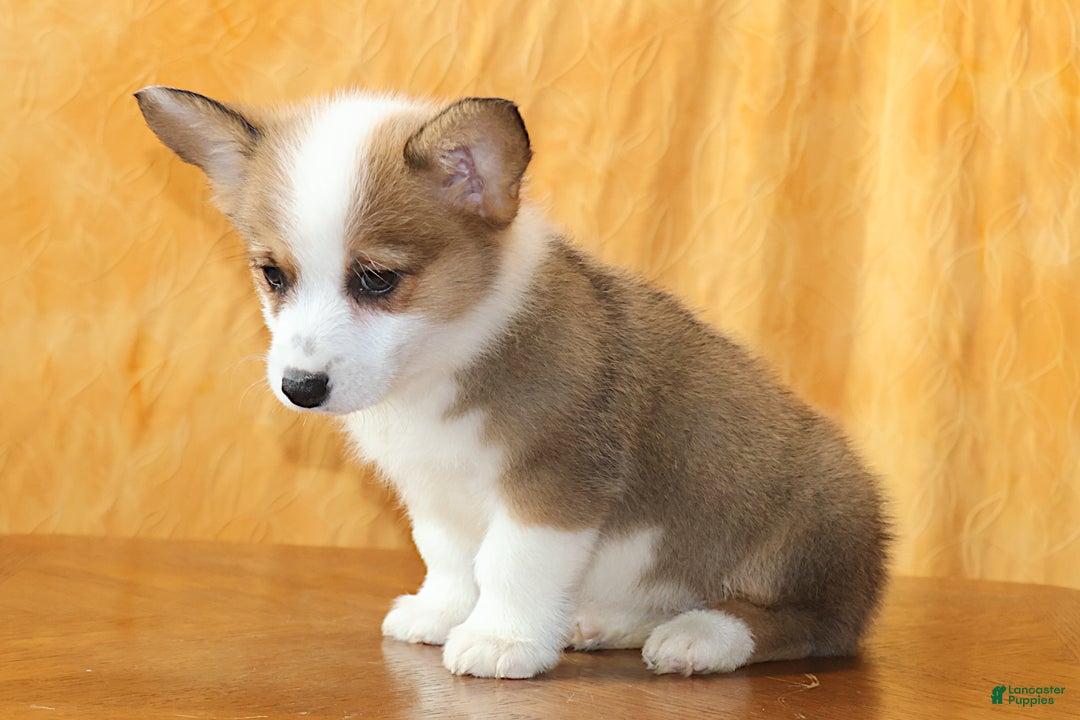 Welsh Corgi Pembroke dogs for sale: Sophie OFA Parents - Ad 4