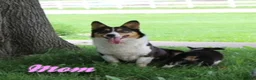 Mixed Breed dogs for sale: Mabel - Ad 8