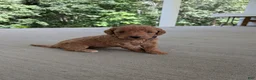 Miniature Labradoodle dogs for sale: Prissy - Ad 3
