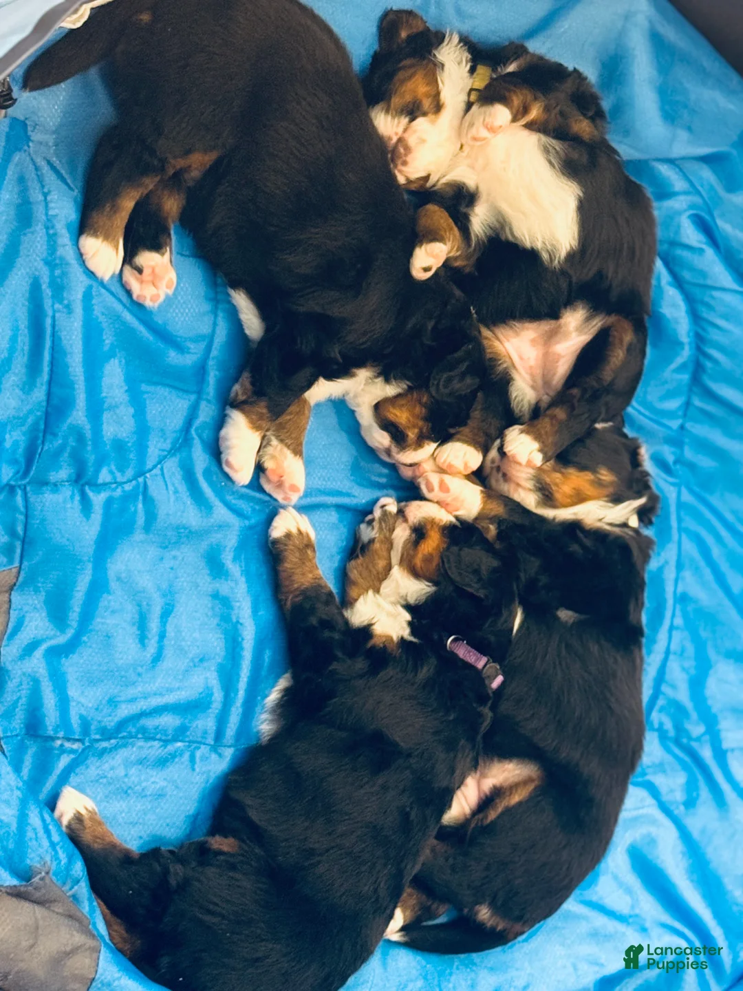Bernese Mountain Dog dogs for sale: Bernese Mountain Dog Puppy 1 - Ad 7