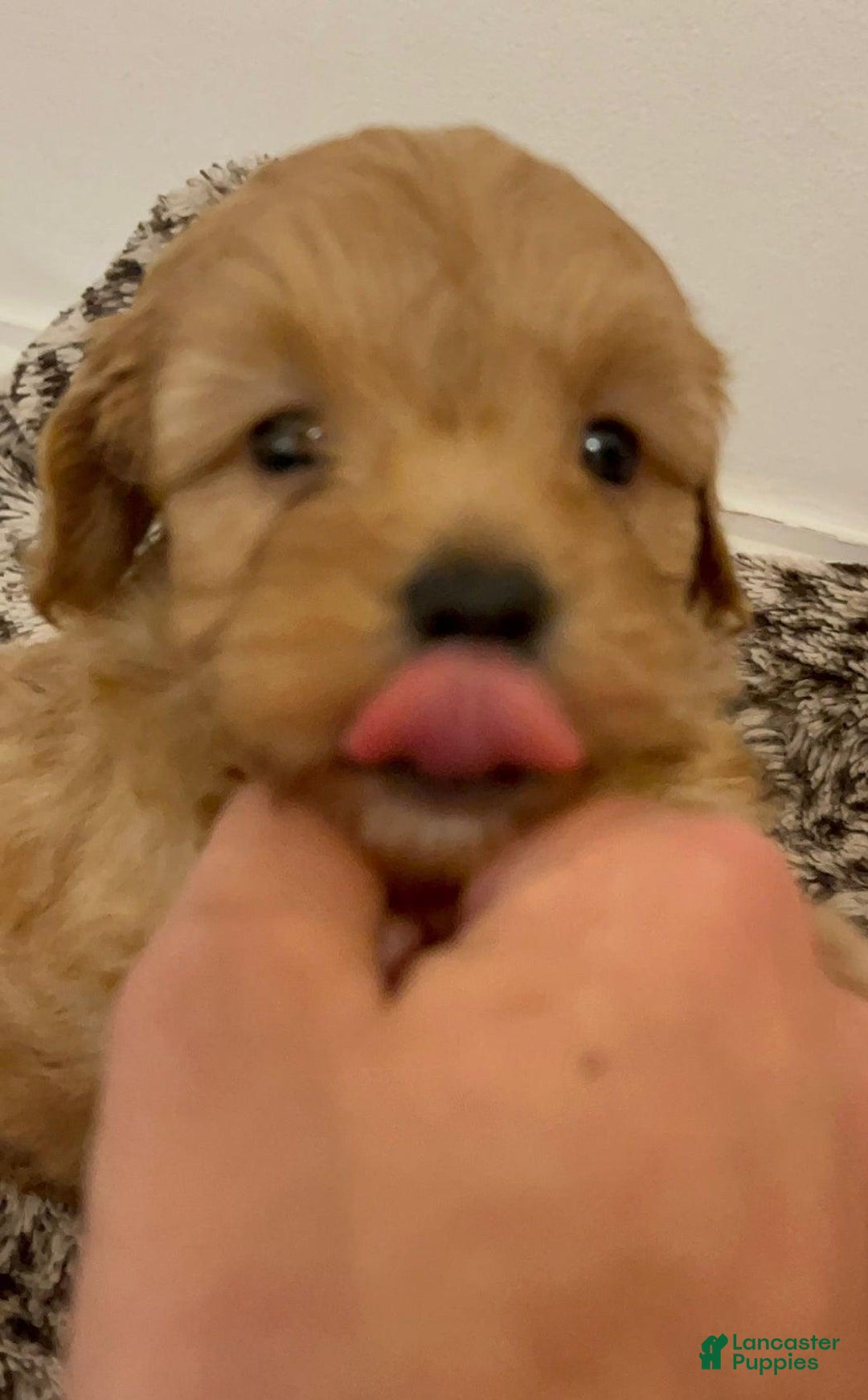 Maltipoo dogs for sale: Sara - Ad 12