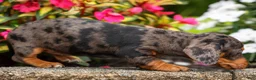 Miniature Dachshund dogs for sale: Holly 🌸 - Ad 16