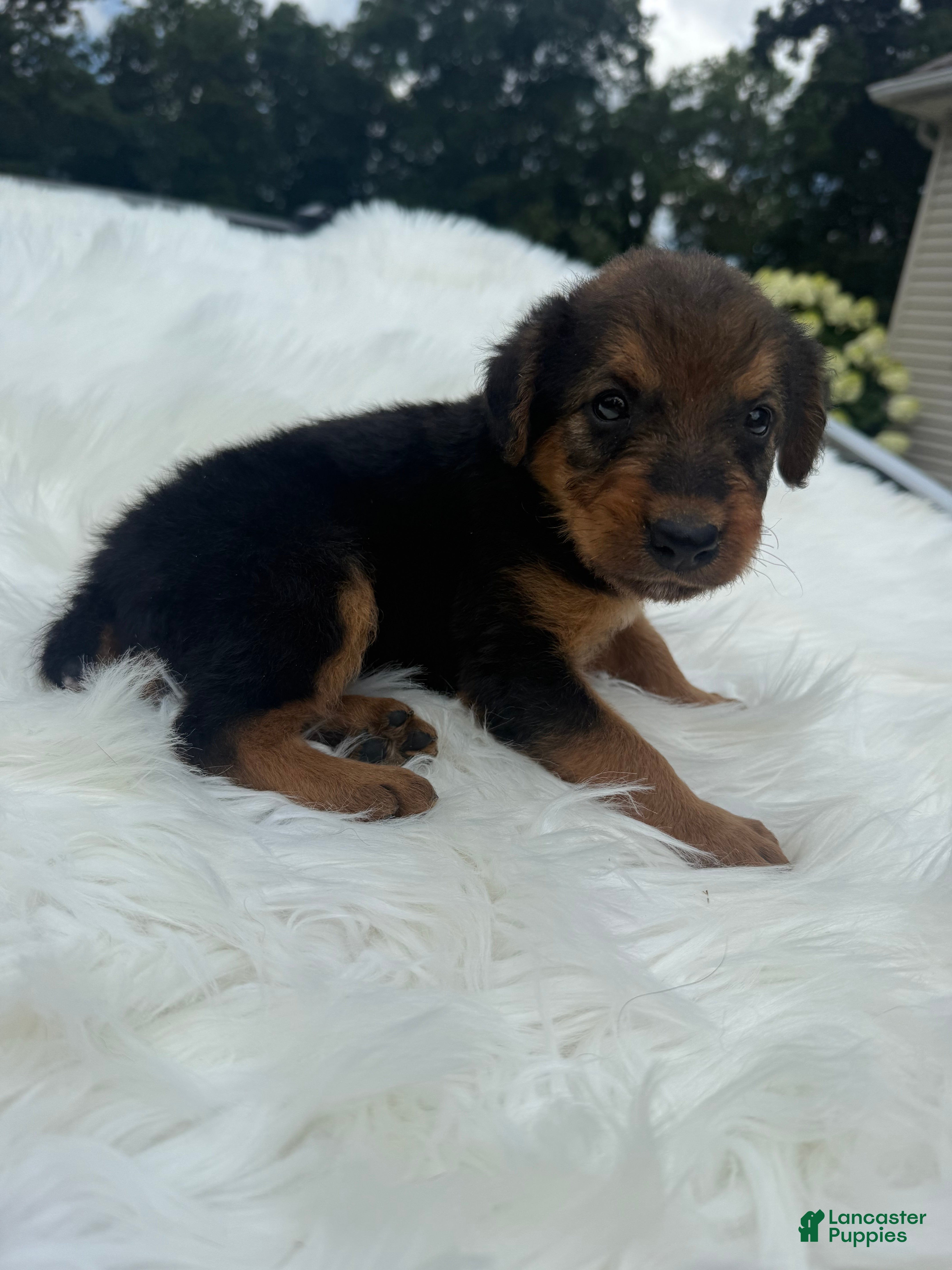 Airedale Terrier dogs AKC Zoe Airedale Terrier 2 - Ad 2