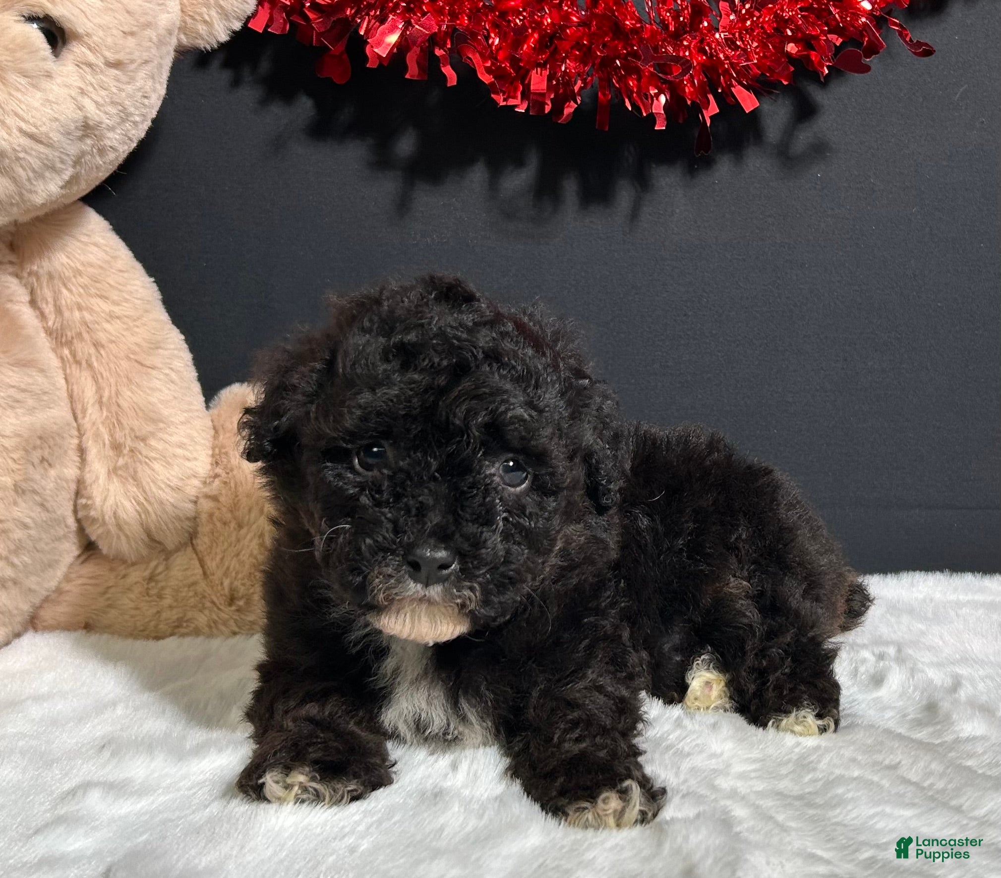 Toy Poodle dogs Dakota - Ad 2