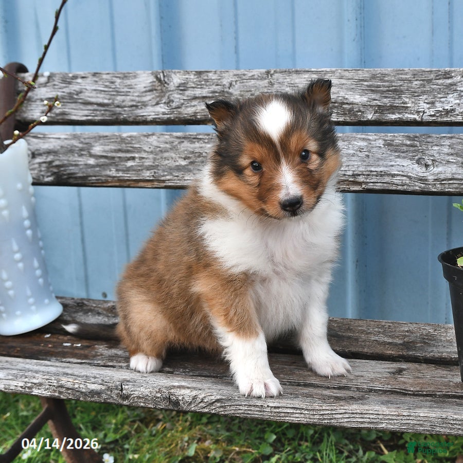 Shetland Sheepdog dogs Sam - Ad 2