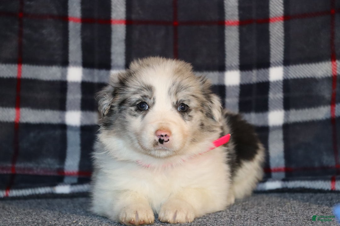 Border Collie dogs for sale: holly - Ad 1