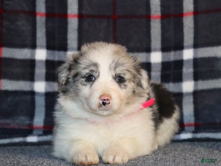 Border Collie dogs holly - Ad 8