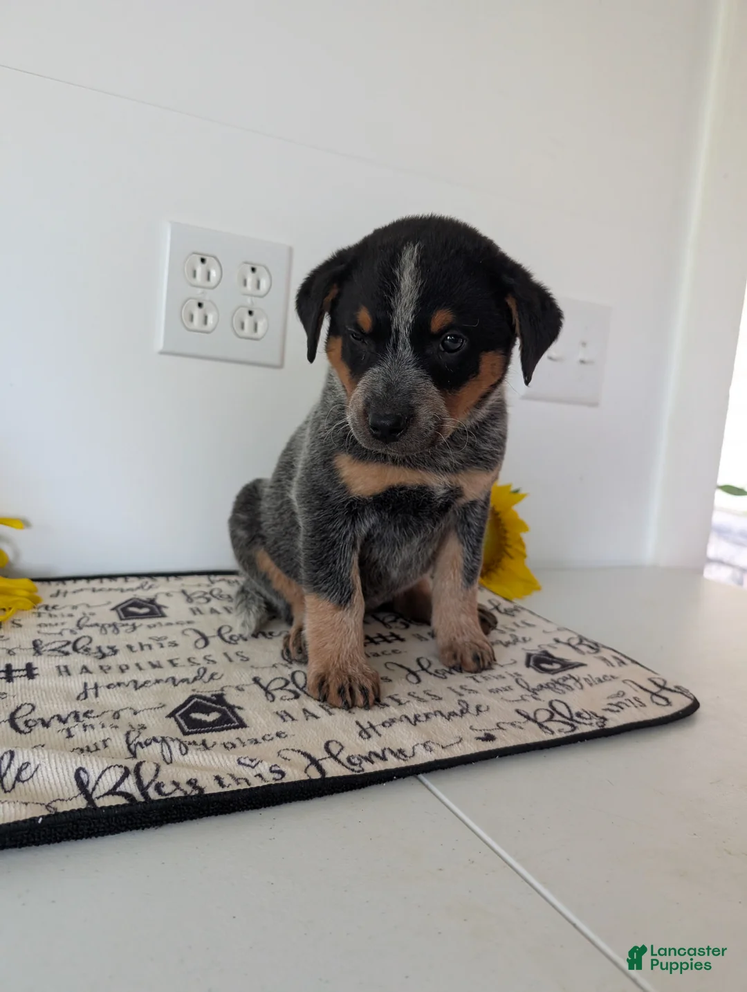 Australian Cattle Dog dogs for sale: Rosalie  - Ad 2