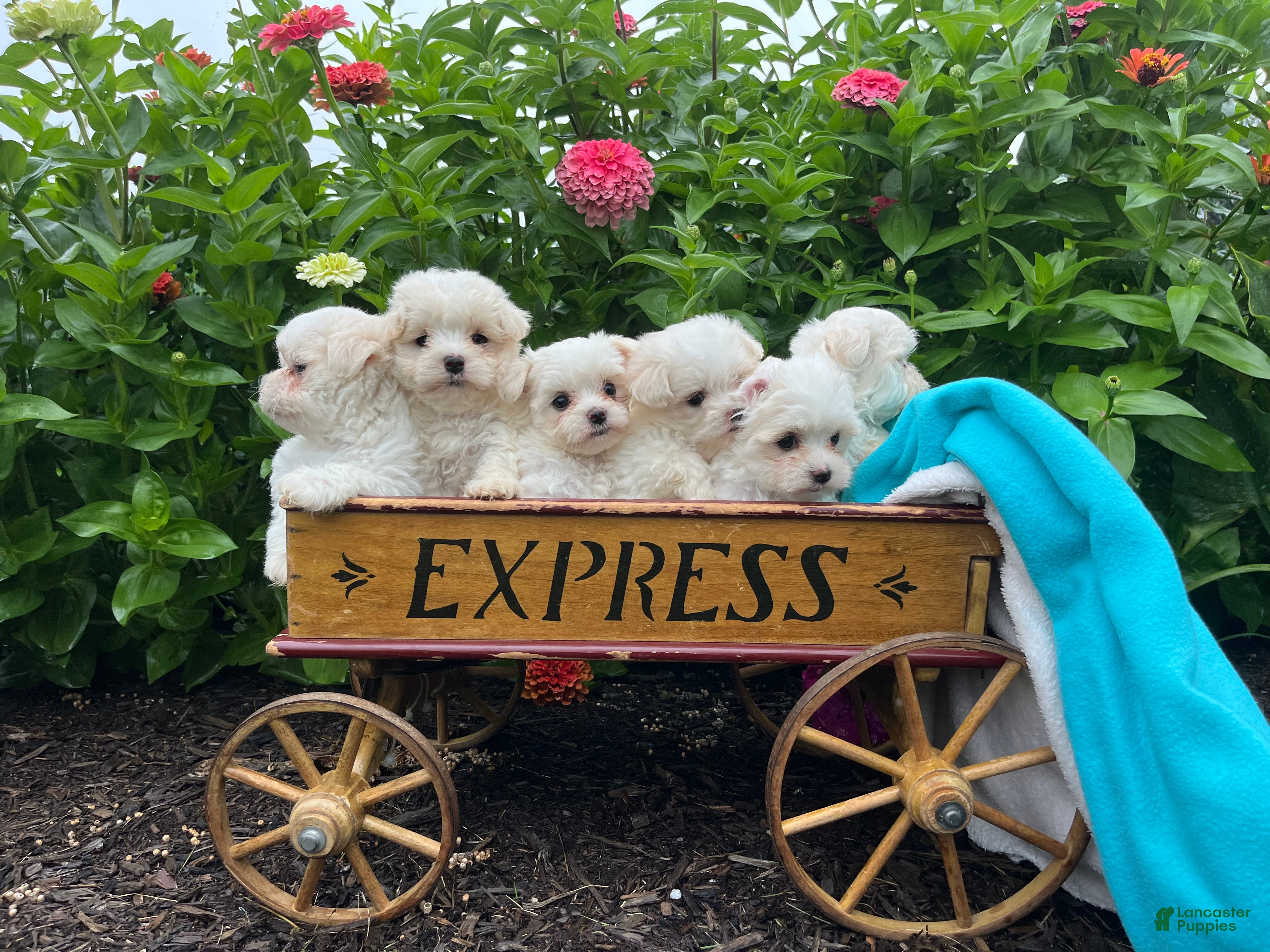 Maltese dogs Tilly❤️AKC Genetic Tested 5/6lb parents🐾Text or call today - Ad 1