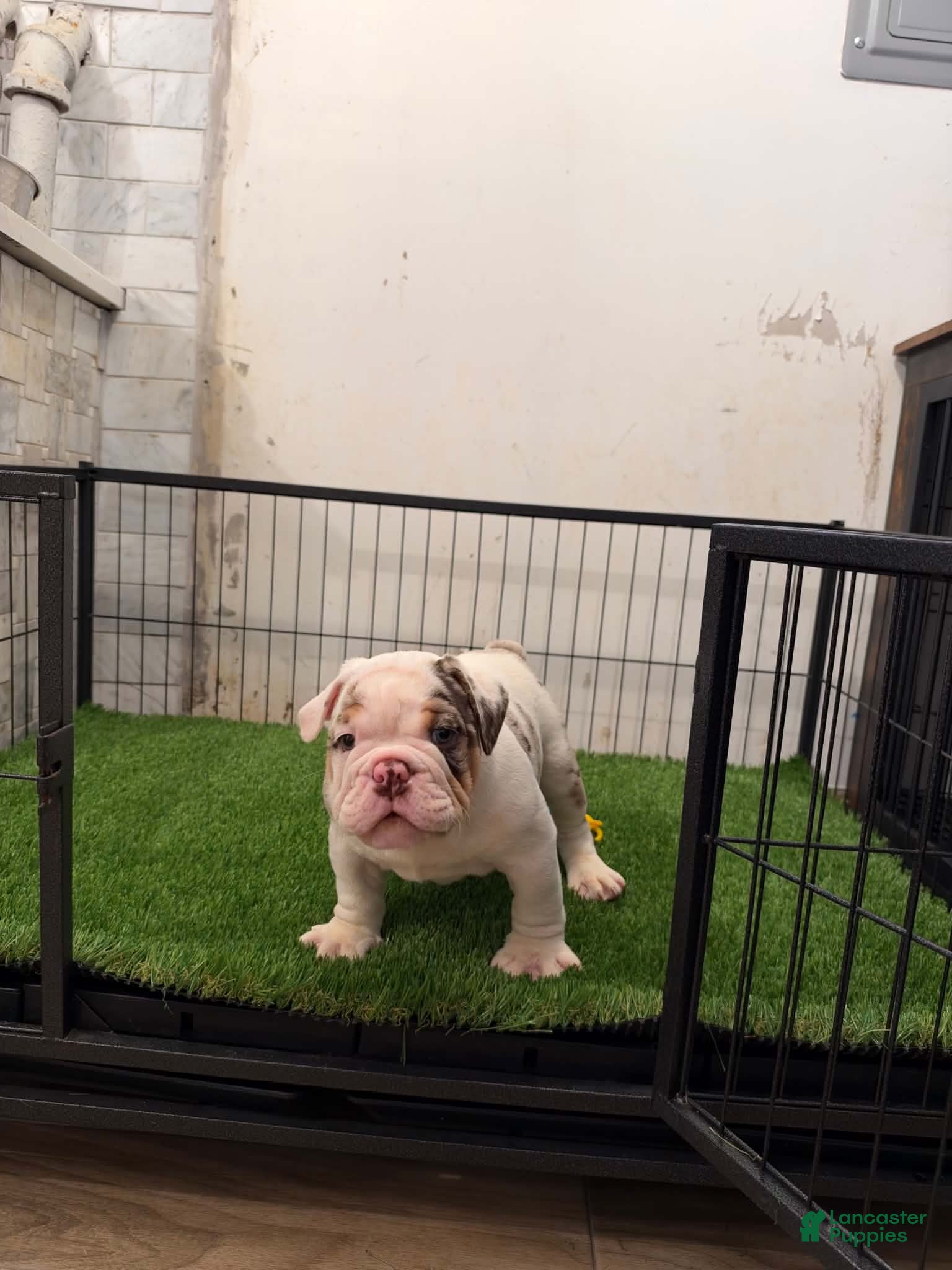 French Bulldog dogs for sale: English bull dog 3 - Ad 4