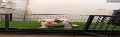 English bull dog 3