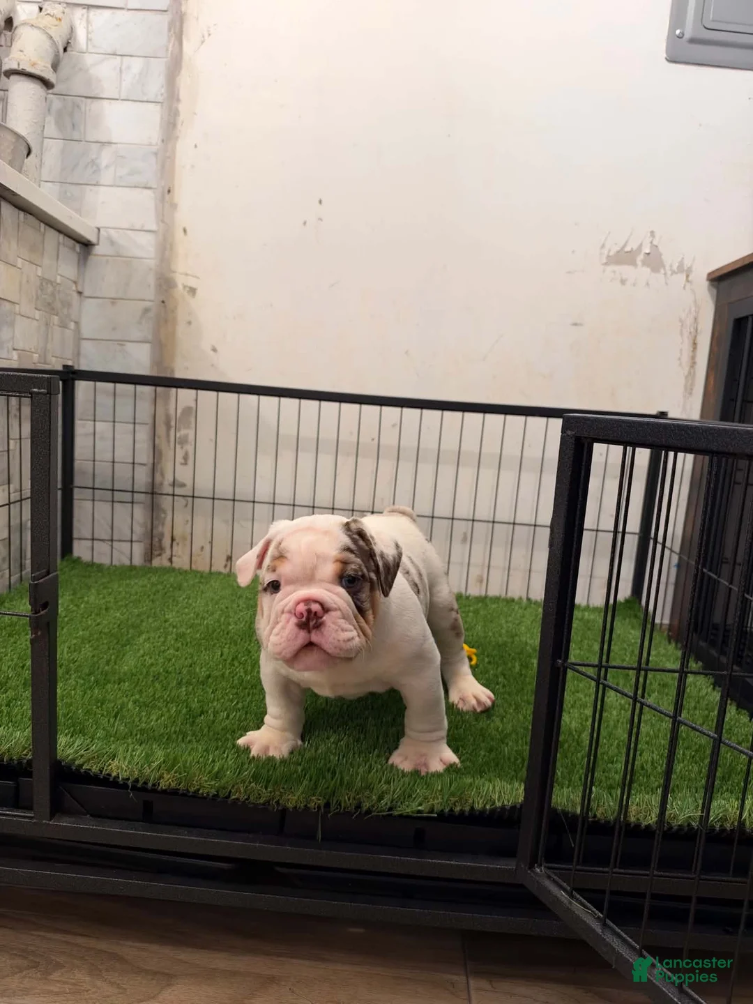 French Bulldog dogs for sale: English bull dog 3 - Ad 1