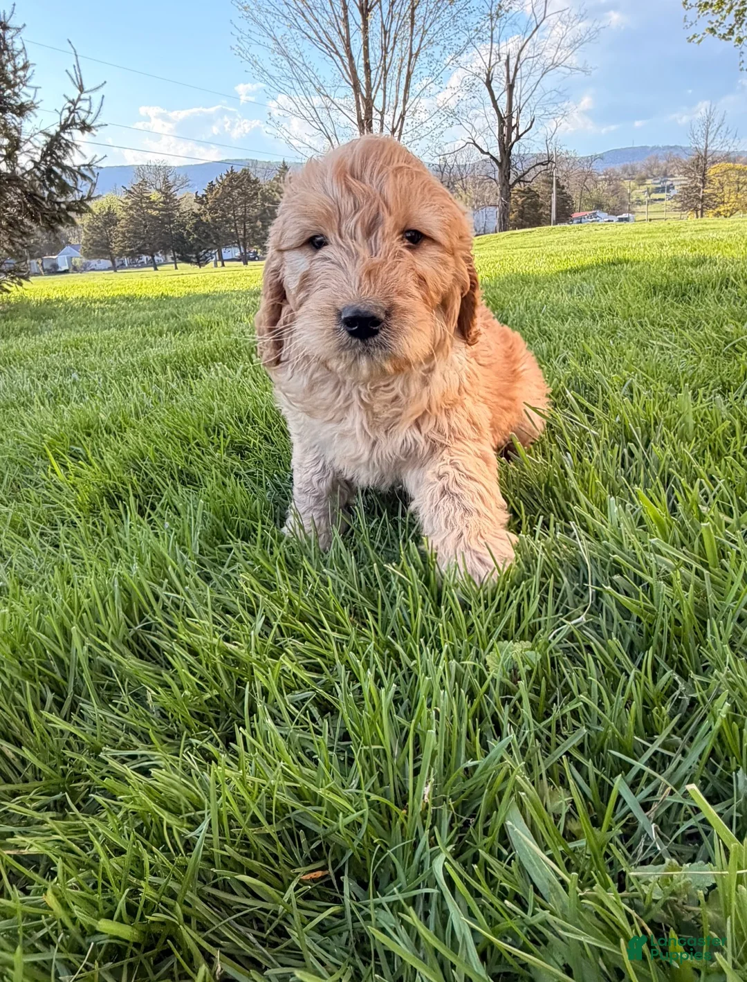 Goldendoodle dogs for sale: Goldendoodle Puppy 1 - Ad 1