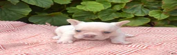 French Bulldog dogs for sale: Casper - Ad 4