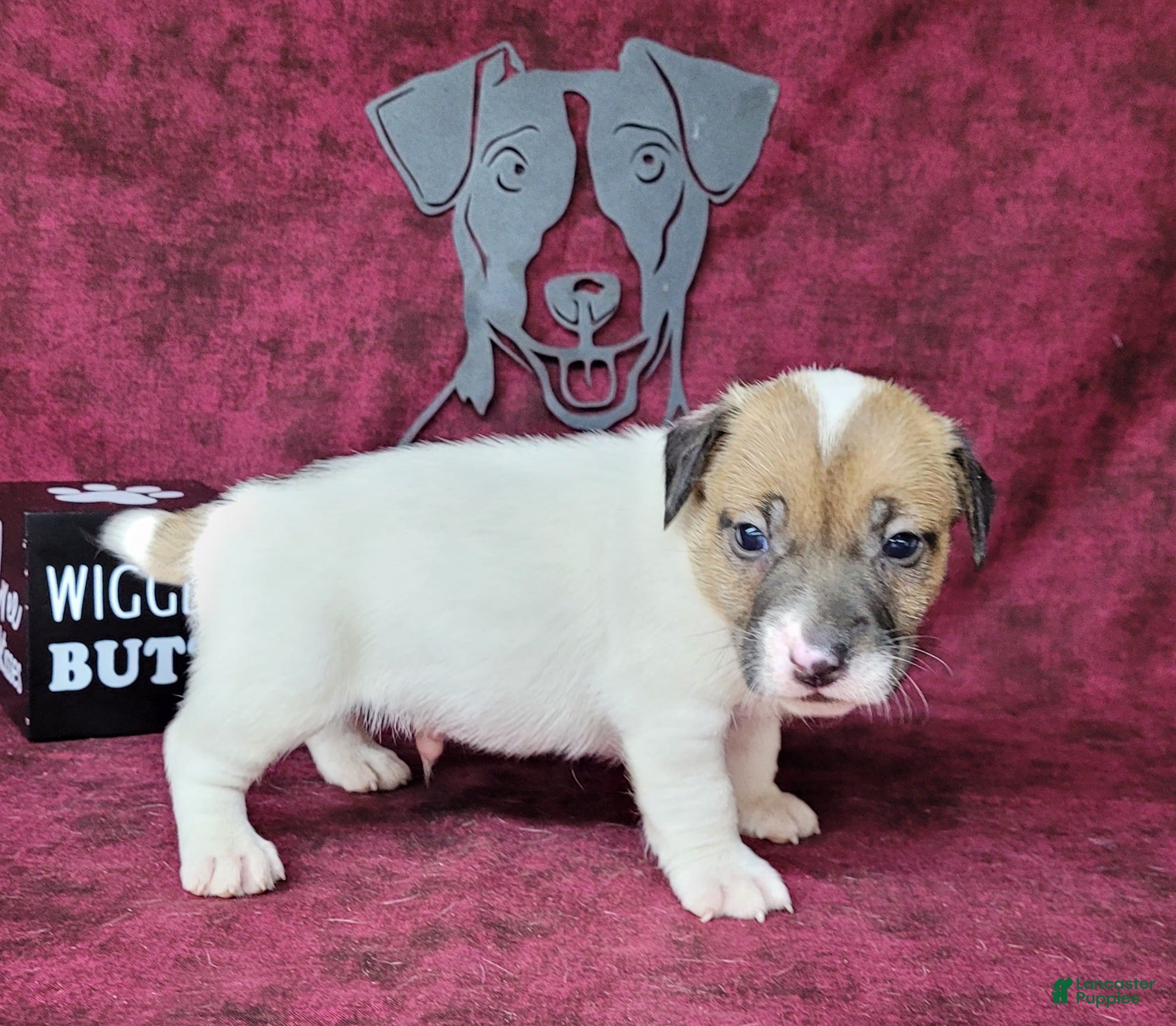 Jack Russell Terrier dogs CKC "Pogo" Delivery Available  - Ad 1