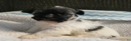 Havanese dogs for sale: Diesel-Male - Ad 1