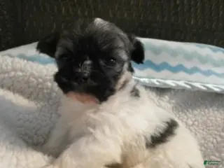 Havanese dogs Diesel-Male - Ad 5