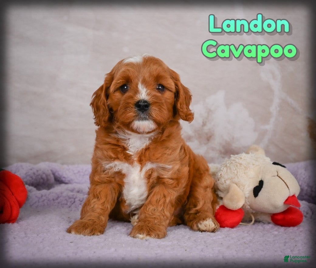 Cavapoo dogs for sale: Landon - Ad 2