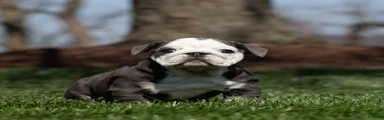 Blue Harbor English Bulldog Puppy 
