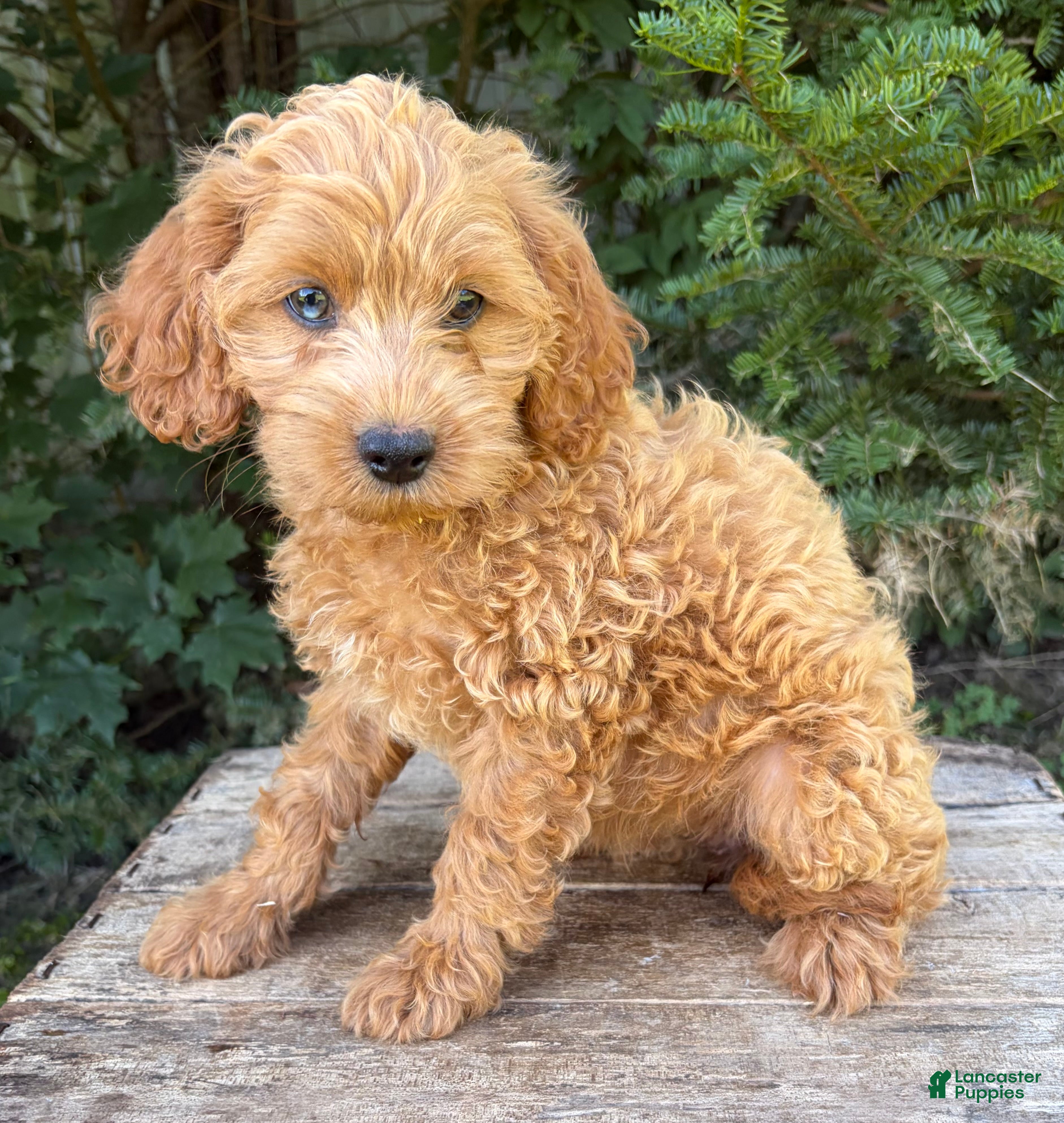 Cockapoo dogs Jewel - Ad 2