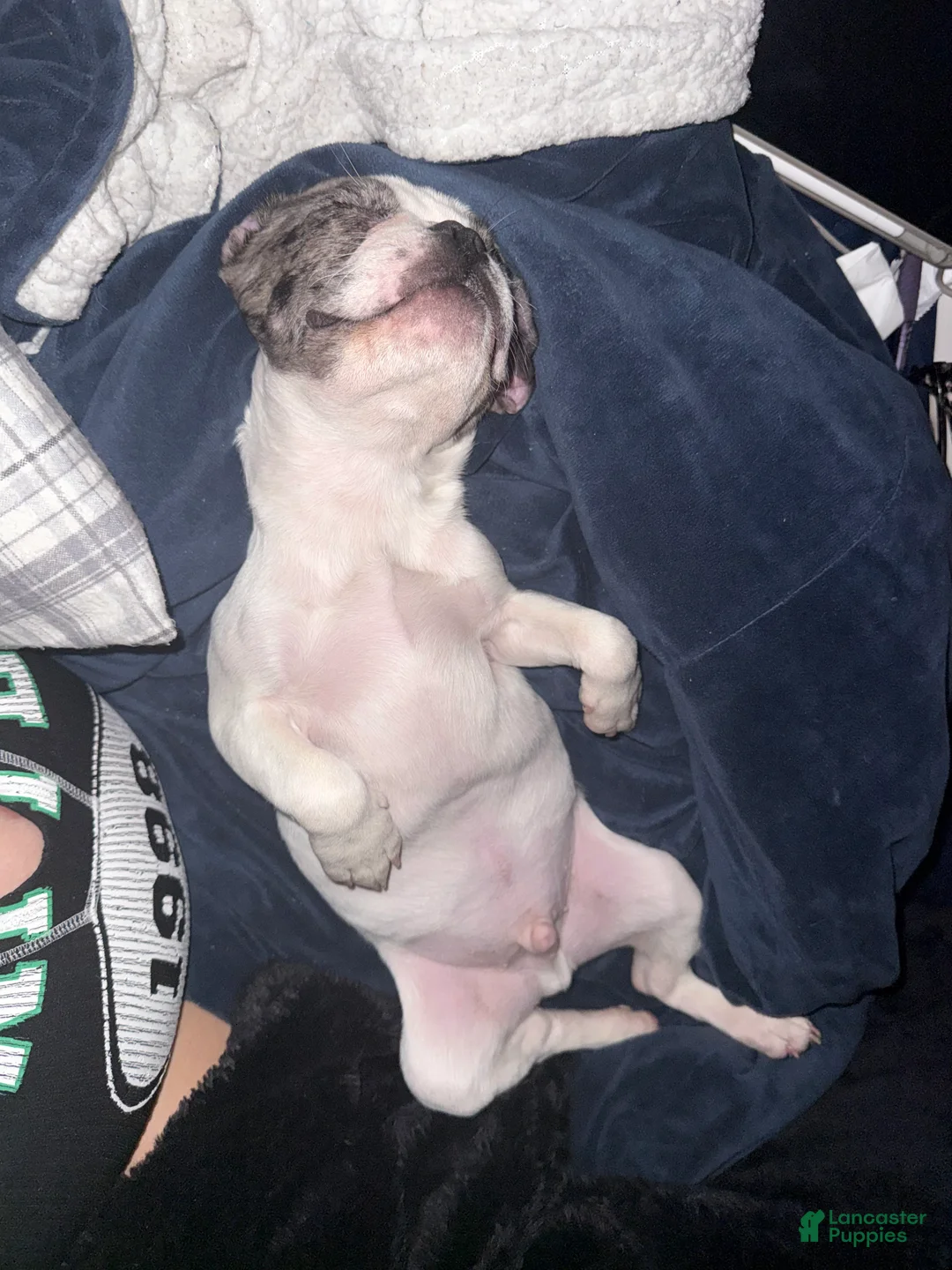 French Bulldog dogs for sale: French Bulldog Puppy 1 - Ad 1