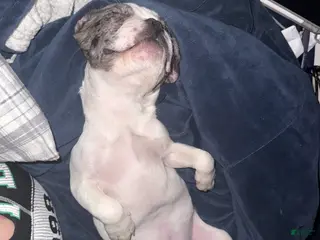 French Bulldog dogs French Bulldog Puppy 1 - Ad 24