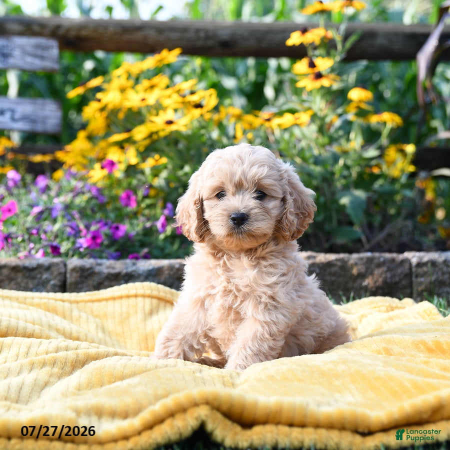 Cockapoo dogs Laura - Ad 1