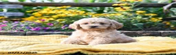 Cockapoo dogs for sale: Laura - Ad 1
