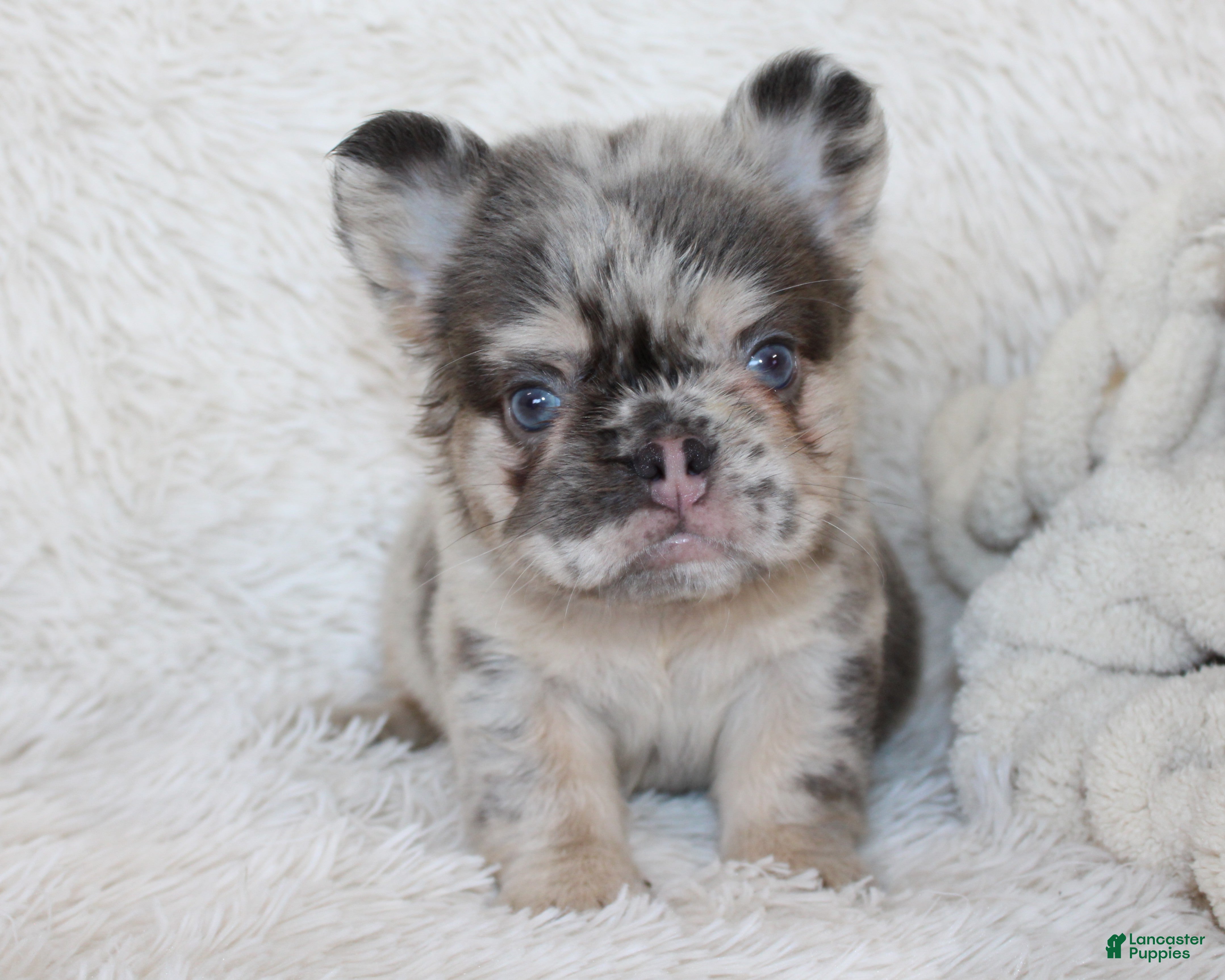 French Bulldog dogs Izzy - Ad 1