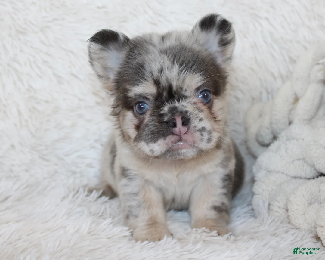 French Bulldog dogs for sale: Izzy - Ad 1