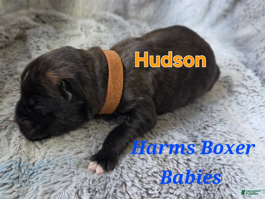Boxer dogs for sale: Hudson - Ad 2