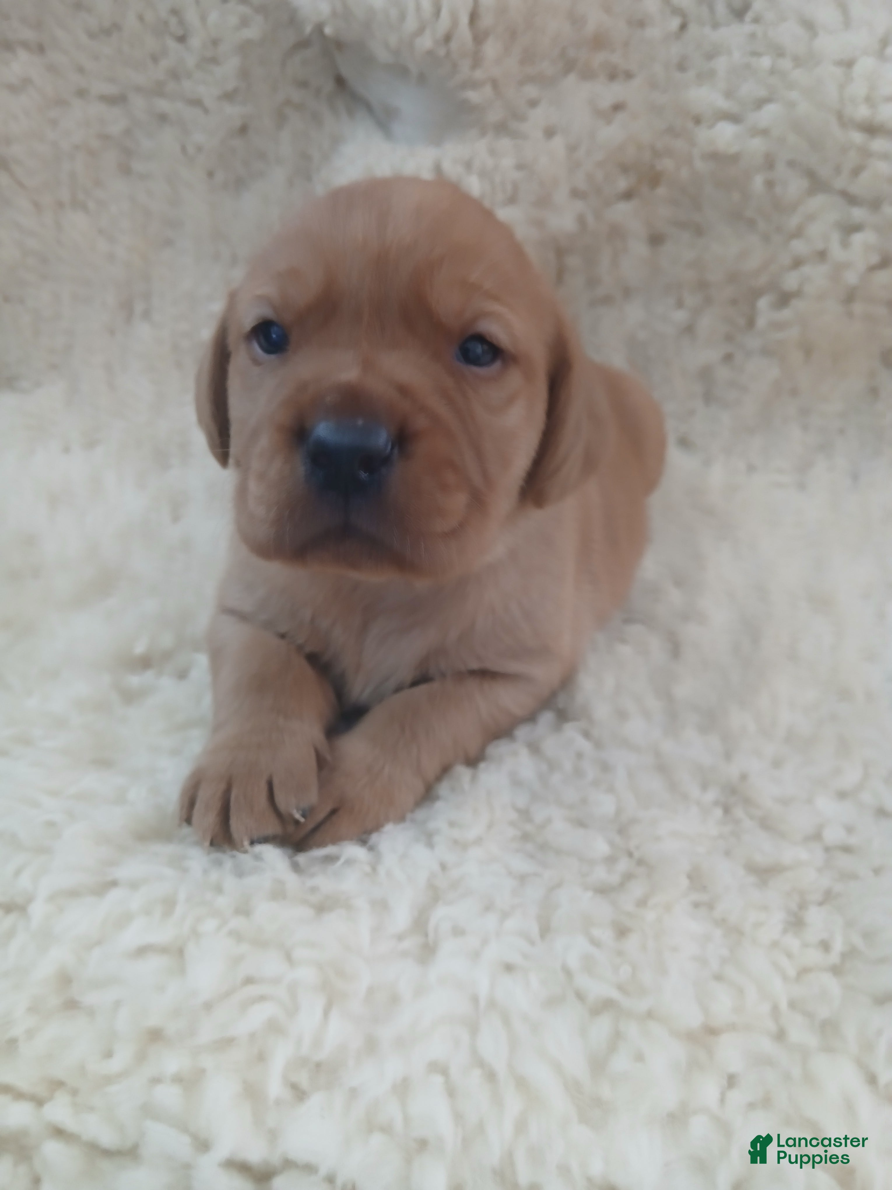 Labrador Retriever dogs Archer - Ad 24