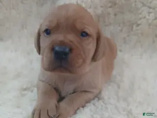 Labrador Retriever dogs Archer - Ad 24