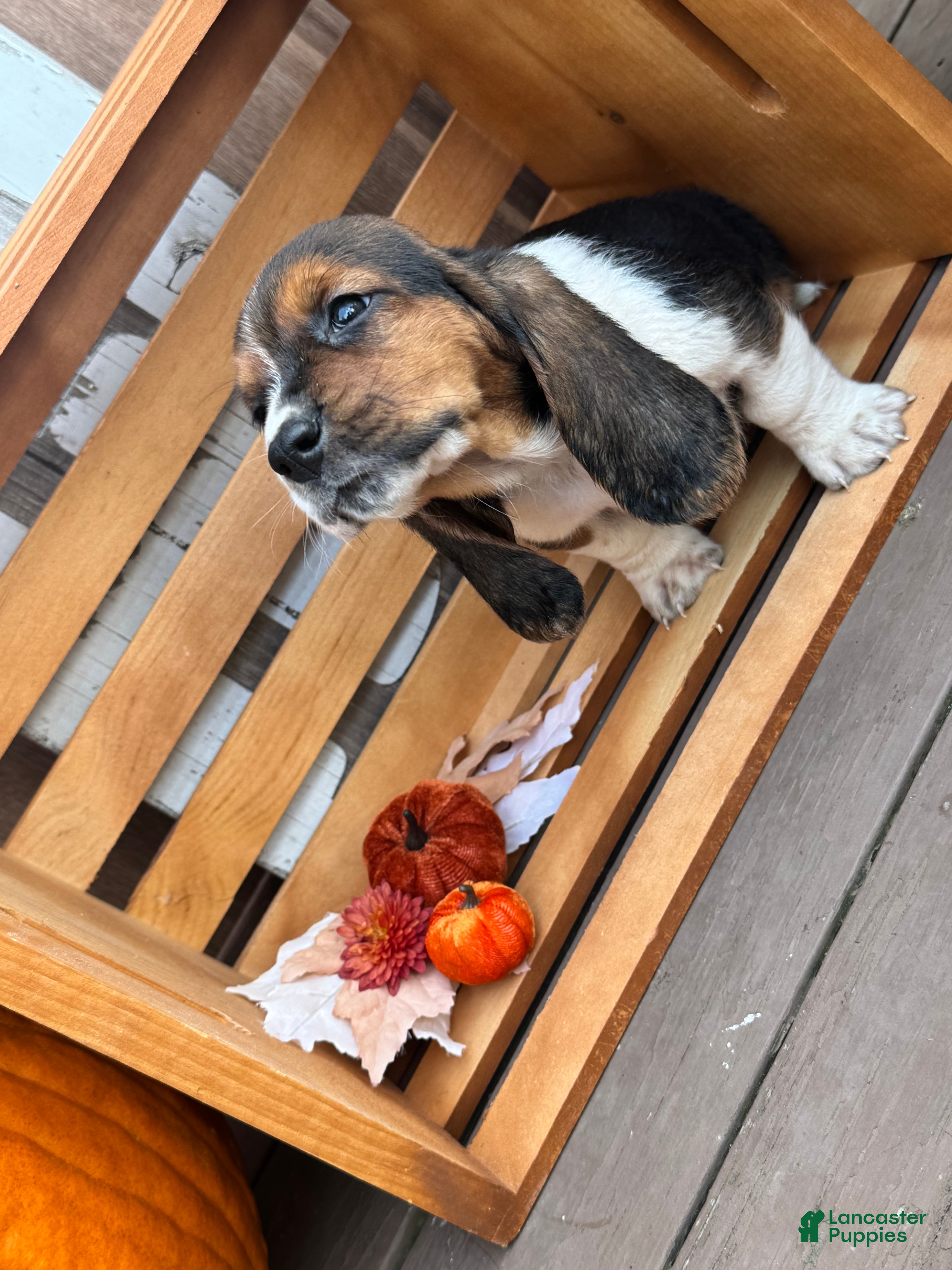 Basset Hound dogs for sale: Zena - Ad 37
