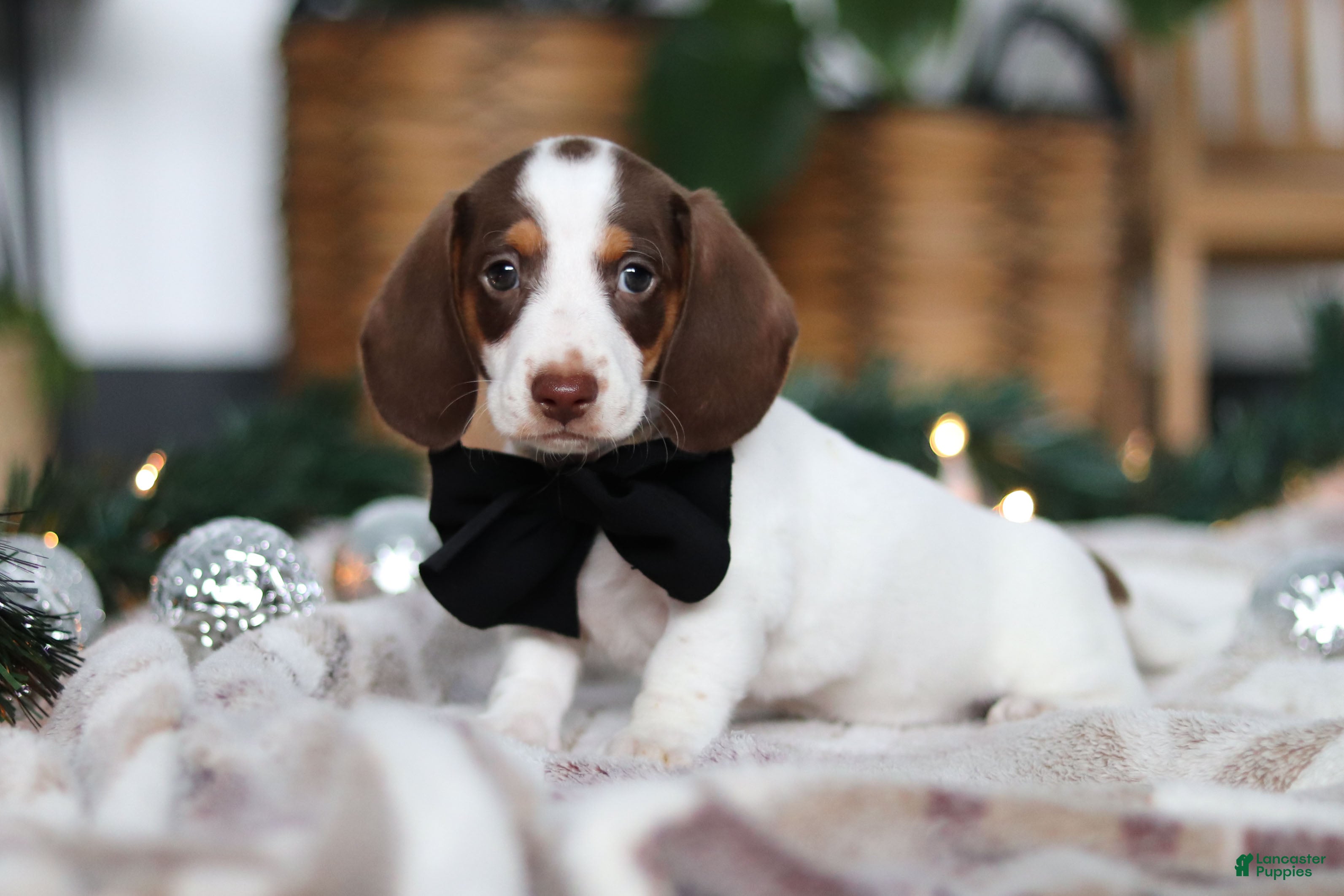 Miniature Dachshund dogs Jaxson - Ad 20