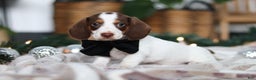 Miniature Dachshund dogs for sale: Jaxon - Ad 1