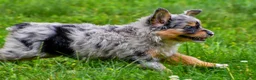 Mini Aussiedoodle dogs for sale: Gracie - Ad 5